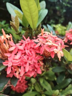 龙船花
