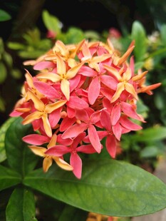 龙船花