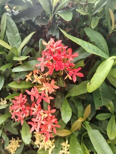 龙船花