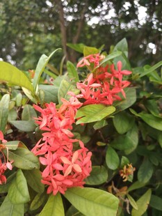 龙船花
