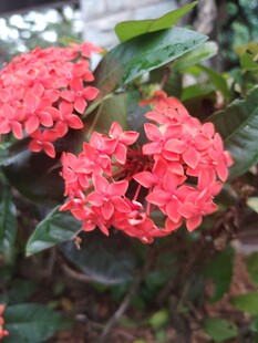 龙船花