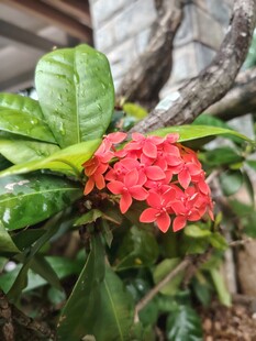 龙船花