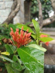 龙船花