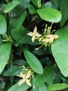 龙船花