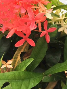 龙船花