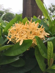 龙船花