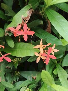 龙船花