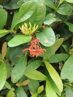 龙船花