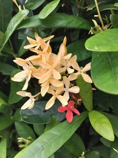 龙船花