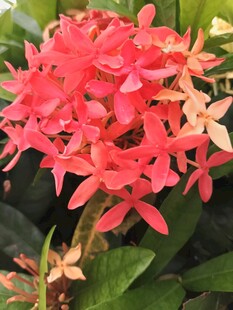龙船花