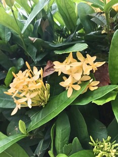 龙船花