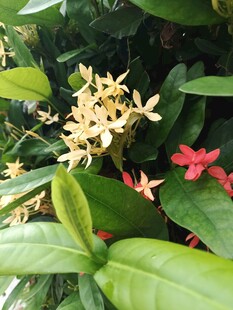 龙船花