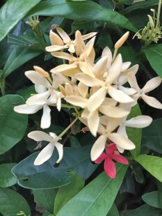 龙船花