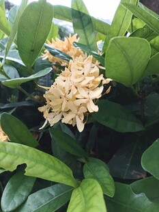 龙船花