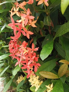 龙船花