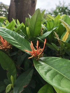 龙船花