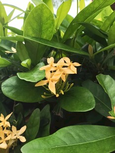 龙船花