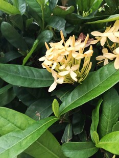 龙船花