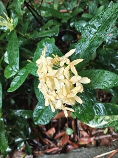 龙船花
