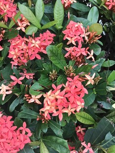 龙船花