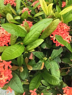 龙船花