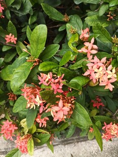 龙船花