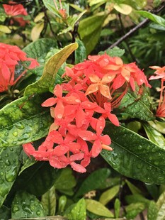 龙船花