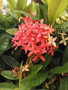 鲜艳红色龙船花绽放