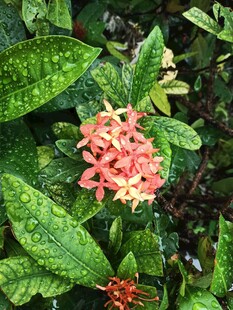 龙船花
