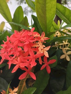 鲜艳红色龙船花绽放