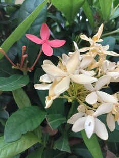 龙船花
