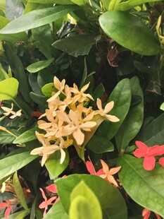 龙船花