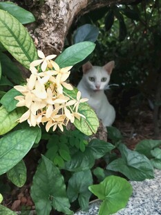 龙船花