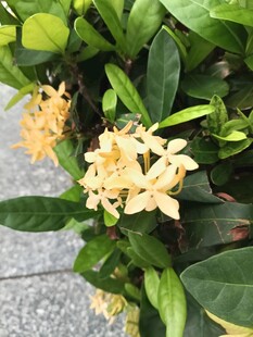 龙船花