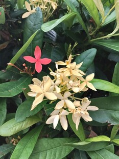 龙船花