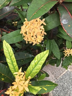 龙船花