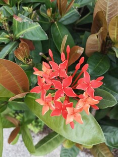 龙船花