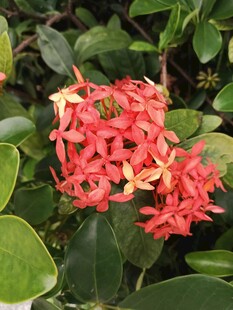龙船花