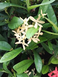 龙船花