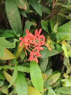 龙船花