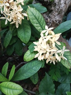 龙船花