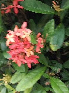 娇艳龙船花绽放