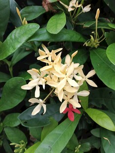 龙船花