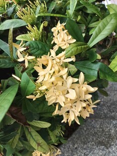 龙船花