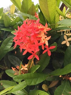 龙船花