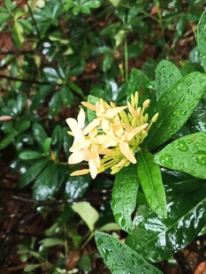 龙船花