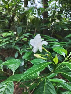 绿叶丛中绽放的白色花朵