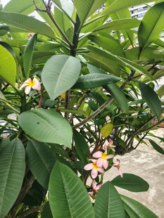 鸡蛋花