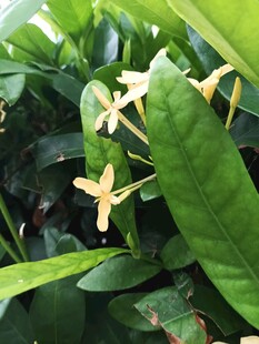 龙船花