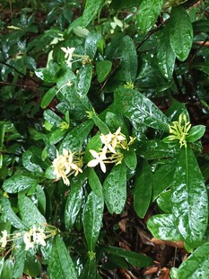 龙船花